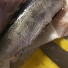 にしん 魚 の塩焼きのコツ レシピ 作り方 By 料理人のたまご 豆しば 楽天レシピ にしん 魚 の塩焼きのコツ レシピ 作り方 By 料理人のたまご 豆しば 楽天レシピ